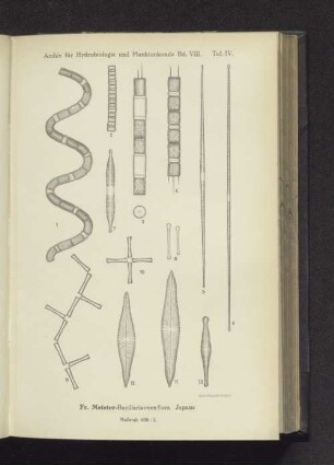 Meister-Bacillariaceenflora, Japans