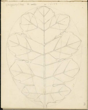 Skizzenbuch 3: Ornamentstudien, Grundständiges Blatt, Acanthus mollis, a : b : h = 3 : 4