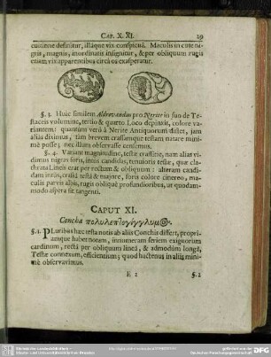 Caput XI. Concha Polyleptoginglymos