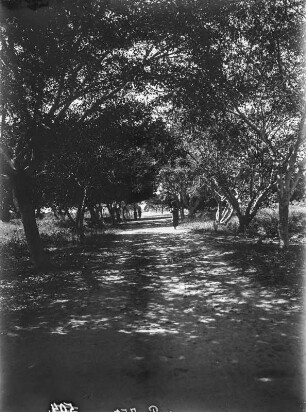 Allee : Blick entlang einer Allee