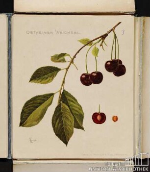 Ostheimer Weichsel