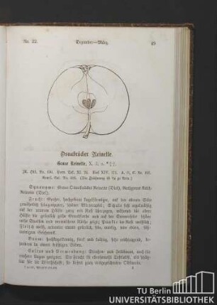 Nr. 22. Dezember - März. Osnabrücker Reinette. Graue Reinette.
