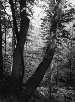 Bäume. Zweier-Baumgruppe