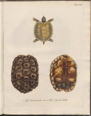 Tab. XXVIII: Fig. 1. Testudo denticulata L., Fig. 2.3. Test. signata Wallb.