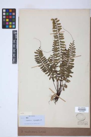 Asplenium radicans L.