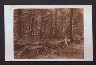 Foto-Postkarte, Motiv Urwald