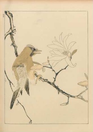 AJD [Geai sur une branche de Magnolia]