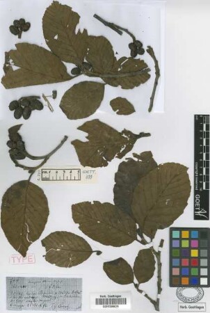 Alnus ferruginea Kunth var. aliso Griseb.