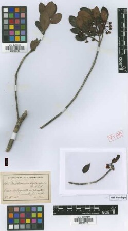 Ternstroemia heptasepala Krug & Urb. [syntype]