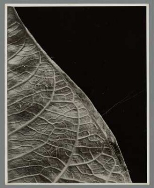 Blaue Kaiserwinde, Blatt, Detail (Ipomoea [Pharbitis] imperialis (praecox)