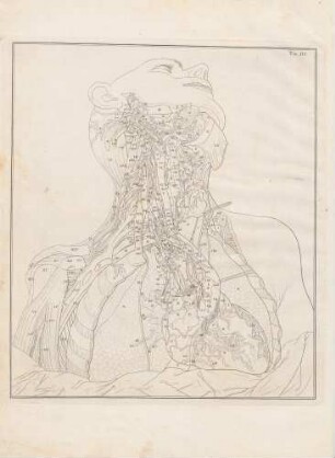Die Nervi Cardiaci auf der rechten Seite (Lineartafel)