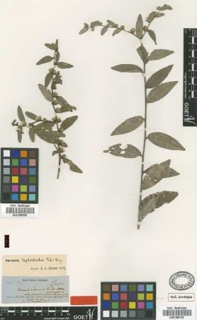 Vernonia arborescens SW. var. (Sch.Bip.) M.Gomez wrightii[type]