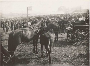 Pferdemarkt auf Wilbasen bei Blomberg