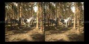 Pferde und Soldaten im Waldlager