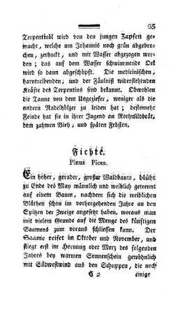 Fichte. Pinus Picea.