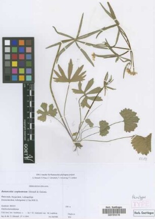 Ranunculus carpinetorum E. H&ouml;randl & W. Gutermann[paratype]