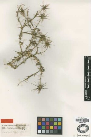 Cousinia gracilis Boiss. [type]