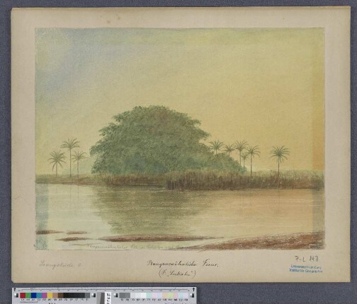 Banyanenähnliche Ficus (F. "Lukatu")