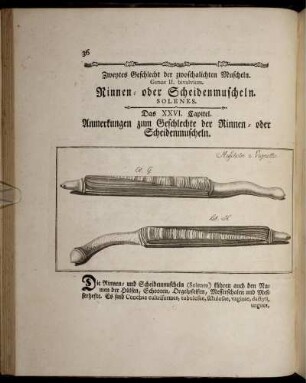 Zweytes Geschlecht der zwoschalichten Muscheln. Rinnen- oder Scheidenmuscheln.