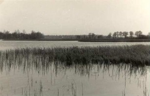 Teichlandschaft bei Lömischau : Haty pola Lemišowa