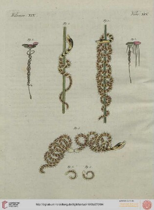 B.VII. No. 51 - B.VII. No. 60
