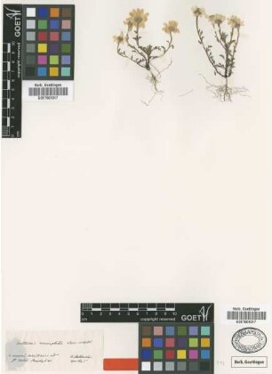 Anthemis ammophila Boiss. & Heldr. [type]