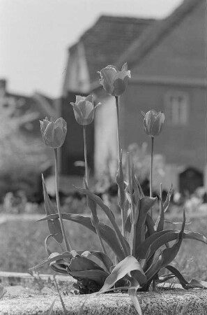 Blühende Tulpen auf einem Grab