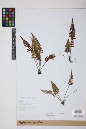 Asplenium auritum Sw.