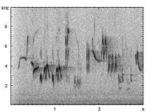Rubinkehlchen | Luscinia calliope - Gesang