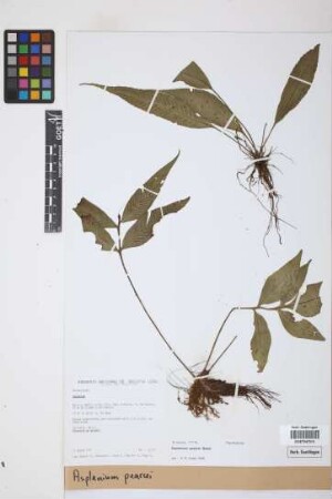 Asplenium pearcei
