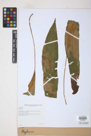 Asplenium spec.