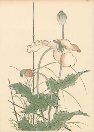 ACE. Mohn