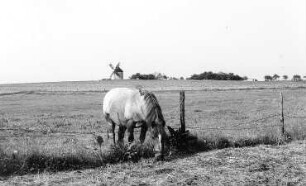 Hochkirch-Rodewitz. Erdholländer, Ansicht von Wawitz aus