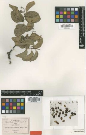 Ehretia cordifolia B.L.Rob. [type]