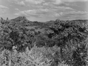 Strauch- und Buschvegetation : Dichte Strauch- und Buschvegetation