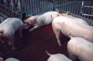 Fotografie: Mastschwein, Gruppenhaltung, Gitterrost