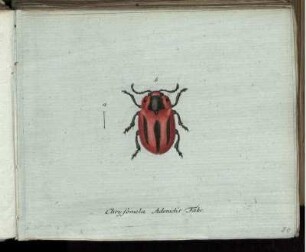 Chrysomela Adonidis Fabr. [bis] Apalus bimaculatus Fabr.