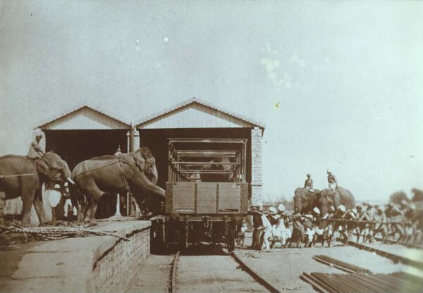 Chasse à l'éléphant