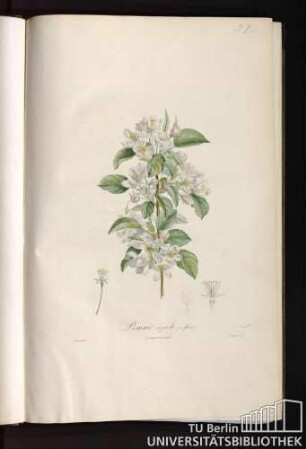 Pomme azerole, en fleur.
