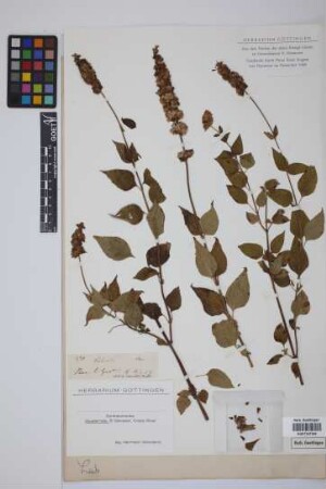 Salvia
