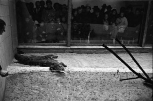 Fütterung der Mississippi-Alligatoren im Karlsruher Zoo.