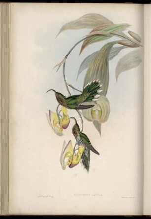 Eutoxeres Aquila [bis] Eutoxeres Condamini