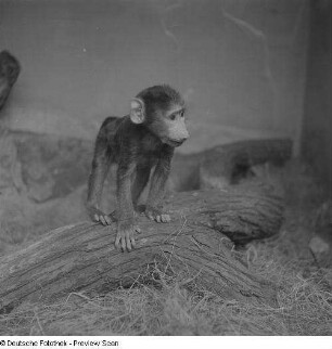 Affe im Zoo
