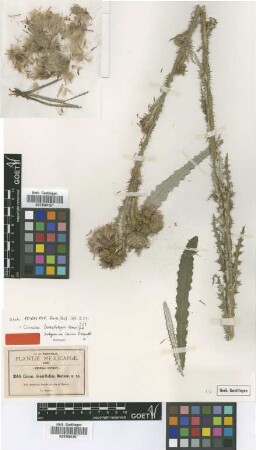 Cnicus linearifolius S.Watson [isotype]