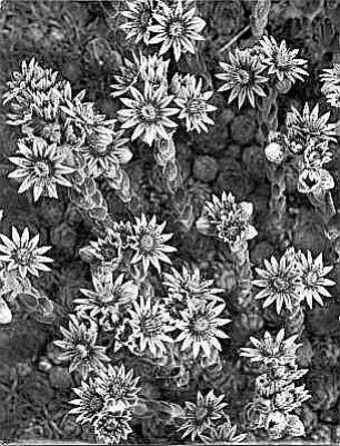 Dickblattgewächse (Crassulaceae). Berghauswurz (Sempervivum montanum). Blühender Bestand