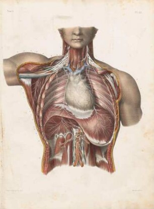 Nervus phrenicus