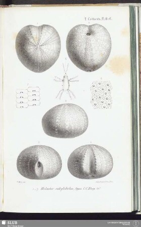 T. Crétacés, Pl. 816
