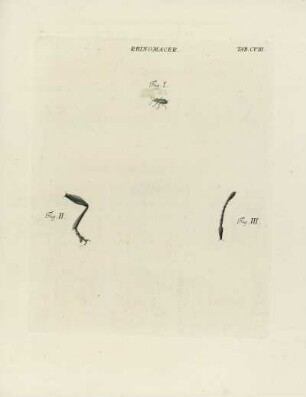 Tab. CVIII.
