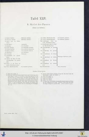 Tafel XIV. A. Skelet des Fußes.