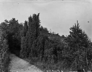 Vegetation : Gebüschvegetation an einem Weg nahe des Muketals bei Jena